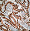 Nucleolin antibody, GTX13541, GeneTex, Immunohistochemistry frozen image 