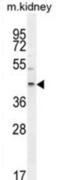 E2F Transcription Factor 2 antibody, abx025737, Abbexa, Western Blot image 