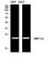 Mitochondrial Ribosomal Protein L35 antibody, STJ97622, St John