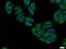 DEAH-Box Helicase 32 (Putative) antibody, 19808-1-AP, Proteintech Group, Immunofluorescence image 