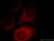 Cytochrome C Oxidase Assembly Homolog COX15 antibody, 11441-1-AP, Proteintech Group, Immunofluorescence image 