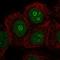 METTL22 antibody, HPA074173, Atlas Antibodies, Immunofluorescence image 
