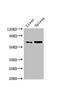 Serine Protease 56 antibody, CSB-PA317372LA01HU, Cusabio, Western Blot image 