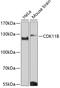 Cyclin Dependent Kinase 11B antibody, 14-650, ProSci, Western Blot image 