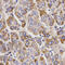GNT1 antibody, 16-677, ProSci, Immunohistochemistry paraffin image 