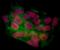 Bromodomain Containing 4 antibody, A700-005, Bethyl Labs, Immunofluorescence image 