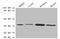 3-Hydroxybutyrate Dehydrogenase 1 antibody, orb238349, Biorbyt, Western Blot image 
