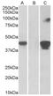SLAM family member 8 antibody, AP32853PU-N, Origene, Western Blot image 