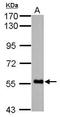 F-box only protein 7 antibody, GTX101986, GeneTex, Western Blot image 