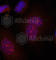 JunB Proto-Oncogene, AP-1 Transcription Factor Subunit antibody, AP0376, ABclonal Technology, Immunofluorescence image 