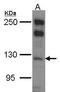 Myosin-Ib antibody, GTX114558, GeneTex, Western Blot image 