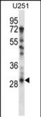 TATA-Box Binding Protein Associated Factor 9 antibody, PA5-35150, Invitrogen Antibodies, Western Blot image 