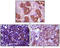 BLK Proto-Oncogene, Src Family Tyrosine Kinase antibody, abx010468, Abbexa, Enzyme Linked Immunosorbent Assay image 