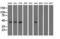 Phosphoribosylaminoimidazole Carboxylase And Phosphoribosylaminoimidazolesuccinocarboxamide Synthase antibody, LS-C115446, Lifespan Biosciences, Western Blot image 