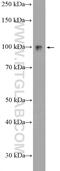 UFM1 Specific Ligase 1 antibody, 26087-1-AP, Proteintech Group, Western Blot image 