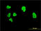 Cbfa1 antibody, LS-B4296, Lifespan Biosciences, Immunofluorescence image 