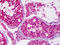 Ubiquitin Like Modifier Activating Enzyme 6 antibody, TA317480, Origene, Immunohistochemistry frozen image 
