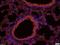 Mitochondrially Encoded Cytochrome C Oxidase II antibody, orb10450, Biorbyt, Immunofluorescence image 