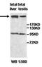 Agrin antibody, orb77418, Biorbyt, Western Blot image 