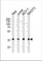 Nucleophosmin 1 antibody, TA325171, Origene, Western Blot image 