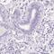 Probable threonine protease PRSS50 antibody, HPA040768, Atlas Antibodies, Immunohistochemistry frozen image 