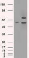 Protein Phosphatase 5 Catalytic Subunit antibody, TA500596, Origene, Western Blot image 
