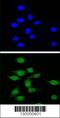 Autoimmune Regulator antibody, 55-609, ProSci, Immunofluorescence image 
