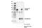 Yes Associated Protein 1 antibody, 46931S, Cell Signaling Technology, Immunoprecipitation image 