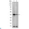 Jun Proto-Oncogene, AP-1 Transcription Factor Subunit antibody, LS-C813982, Lifespan Biosciences, Western Blot image 