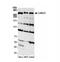 Kinetochore Scaffold 1 antibody, NB100-2586, Novus Biologicals, Western Blot image 
