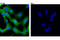 Cancer/Testis Antigen 1B antibody, 45437S, Cell Signaling Technology, Immunocytochemistry image 