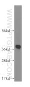 Hydroxysteroid 17-Beta Dehydrogenase 7 antibody, 16925-1-AP, Proteintech Group, Western Blot image 