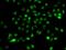 B-cell lymphoma 6 protein antibody, GTX55534, GeneTex, Immunofluorescence image 