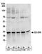 Ubiquitin Conjugating Enzyme E2 K antibody, A304-125A, Bethyl Labs, Western Blot image 