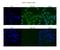 Chromodomain Y-like protein antibody, NBP1-52986, Novus Biologicals, Immunocytochemistry image 