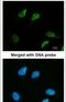 Structural Maintenance Of Chromosomes 3 antibody, PA5-29131, Invitrogen Antibodies, Immunofluorescence image 