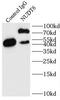 Nudix Hydrolase 6 antibody, FNab05906, FineTest, Immunoprecipitation image 