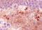 Neuropeptide Y antibody, NBP1-05166, Novus Biologicals, Immunohistochemistry frozen image 
