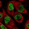 CAD protein antibody, HPA057266, Atlas Antibodies, Immunofluorescence image 