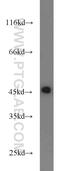 FKBP Prolyl Isomerase Like antibody, 23369-1-AP, Proteintech Group, Western Blot image 