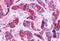 Probable G-protein coupled receptor 110 antibody, MBS243826, MyBioSource, Immunohistochemistry frozen image 