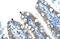 MDS1 And EVI1 Complex Locus antibody, ARP31659_P050, Aviva Systems Biology, Immunohistochemistry paraffin image 