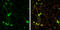 DLG3 antibody, GTX133279, GeneTex, Immunofluorescence image 