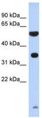 Serine Protease 48 antibody, TA344261, Origene, Western Blot image 