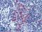 CD11b antibody, LS-B3760, Lifespan Biosciences, Immunohistochemistry frozen image 
