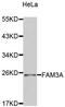 Family With Sequence Similarity 3 Member A antibody, MBS127229, MyBioSource, Western Blot image 