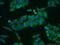 Cytochrome C Oxidase Subunit 5A antibody, 11448-1-AP, Proteintech Group, Immunofluorescence image 