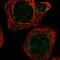 Mitochondrial Ribosomal Protein L51 antibody, HPA039923, Atlas Antibodies, Immunocytochemistry image 
