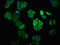 YY1 Associated Protein 1 antibody, CSB-PA884488LA01HU, Cusabio, Immunofluorescence image 