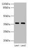 LY6/PLAUR Domain Containing 3 antibody, LS-C395985, Lifespan Biosciences, Western Blot image 